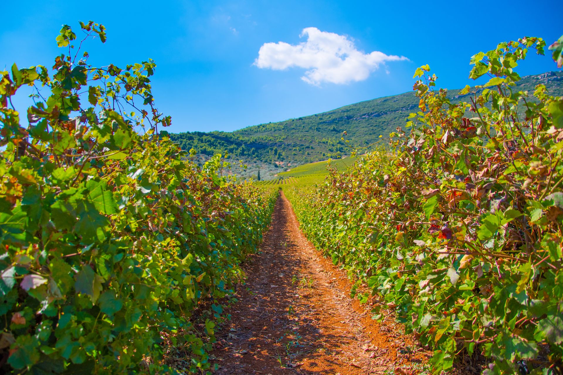 NEMEA WINES GREECE