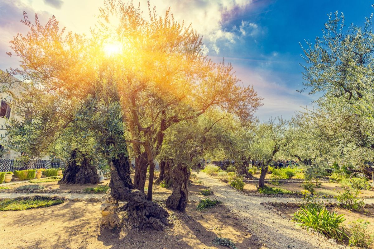 The Gethsemane Olive Orchard Garden, Mount of Olives, Jerusalem ISRAEL